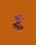 Scrunchies premium Rose